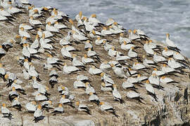 Australasian Gannet