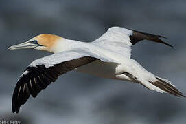 Australasian Gannet