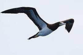 Brown Booby