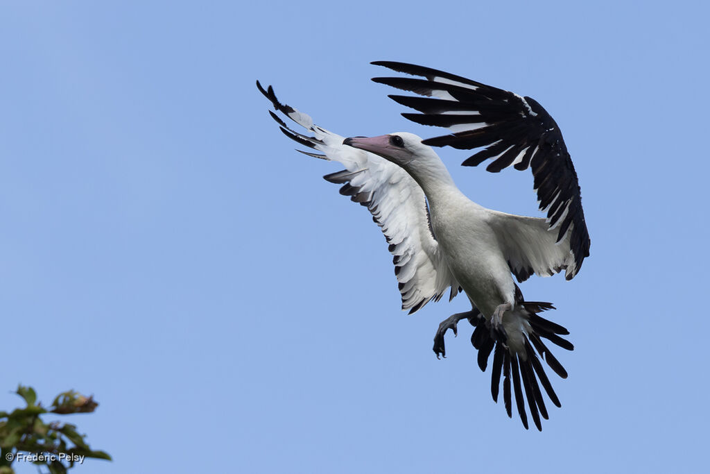 Fou d'Abbottadulte, Vol