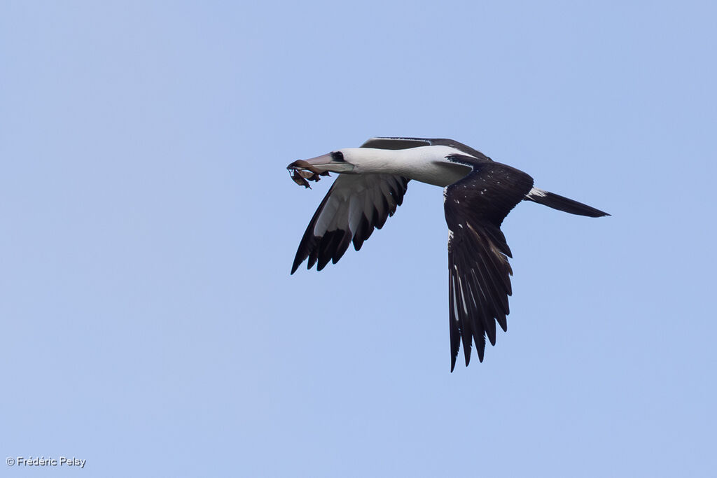 Fou d'Abbottadulte, Vol, Nidification