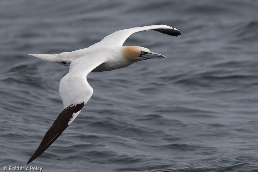 Northern Gannetadult, Flight