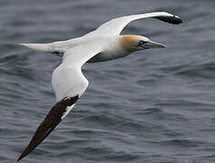 Northern Gannet