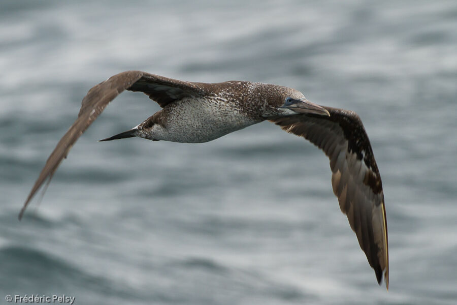 Northern Gannetjuvenile, Flight