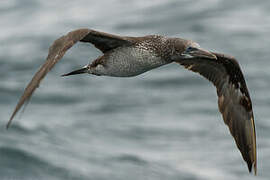 Northern Gannet