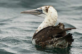 Northern Gannet