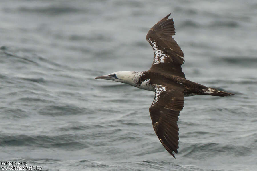 Northern GannetSecond year, identification