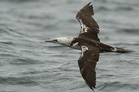 Northern Gannet