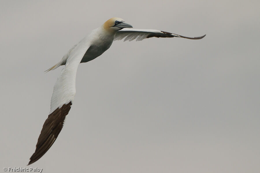 Northern Gannetadult, Flight