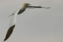 Northern Gannet