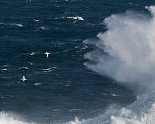 Northern Gannet