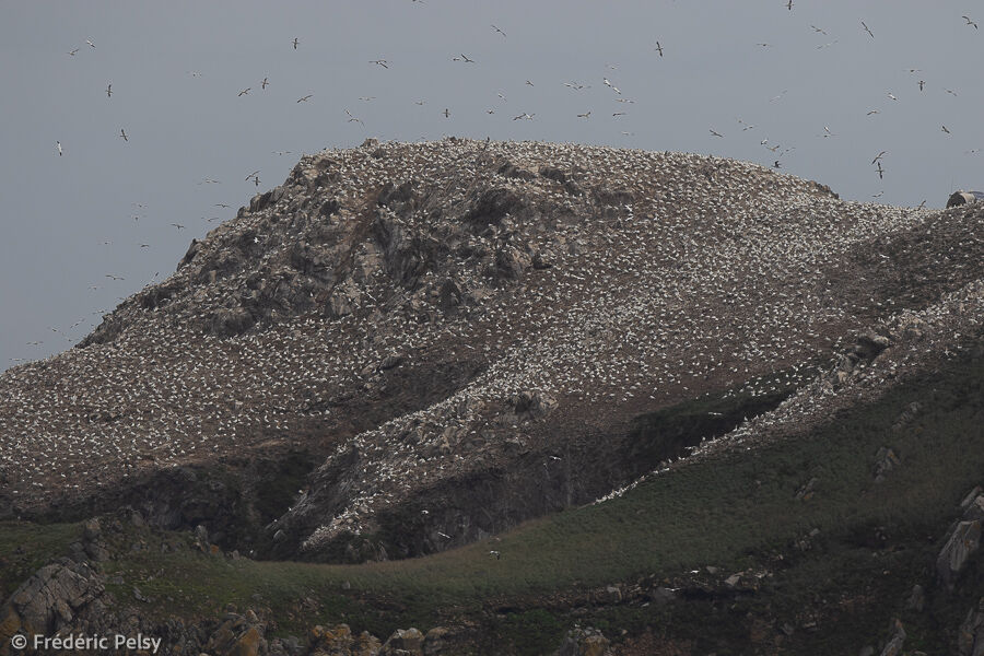 Northern Gannet