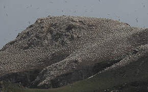 Northern Gannet