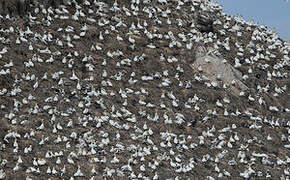 Northern Gannet