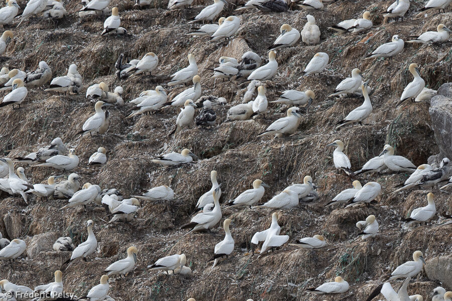 Northern Gannet