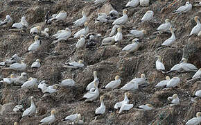 Northern Gannet