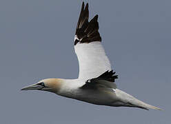 Northern Gannet