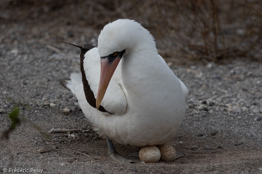 Nazca Booby, Reproduction-nesting