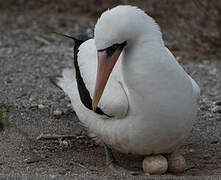 Nazca Booby