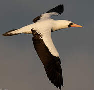 Nazca Booby