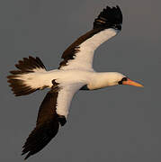 Nazca Booby