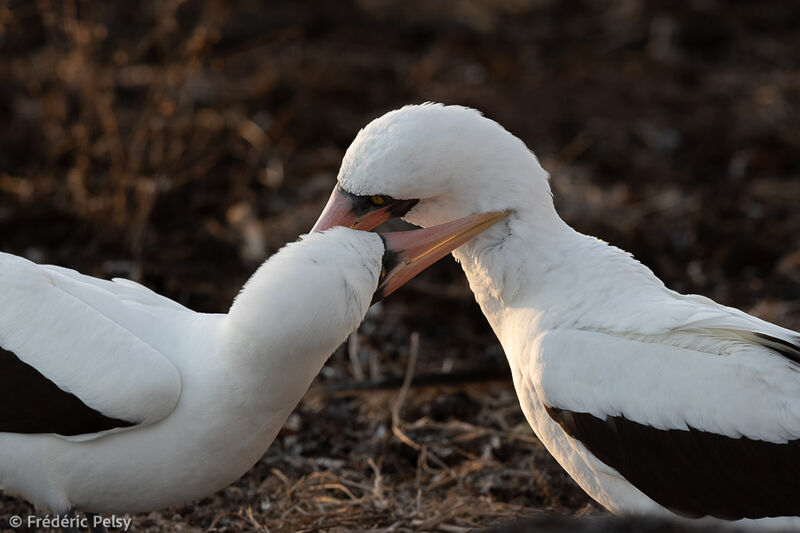 Nazca Booby, courting display