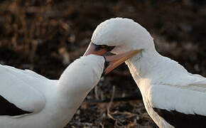 Nazca Booby