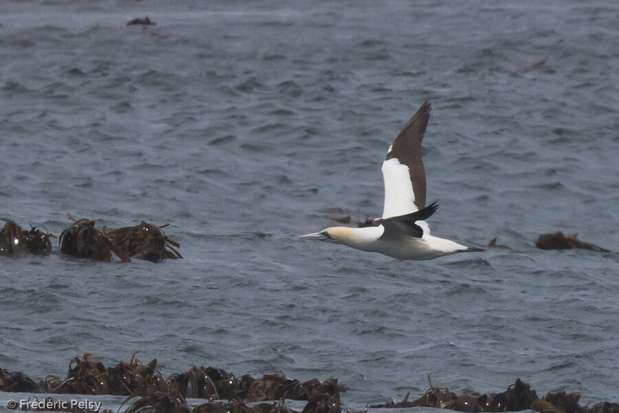 Cape Gannetadult, Flight