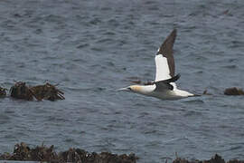 Cape Gannet