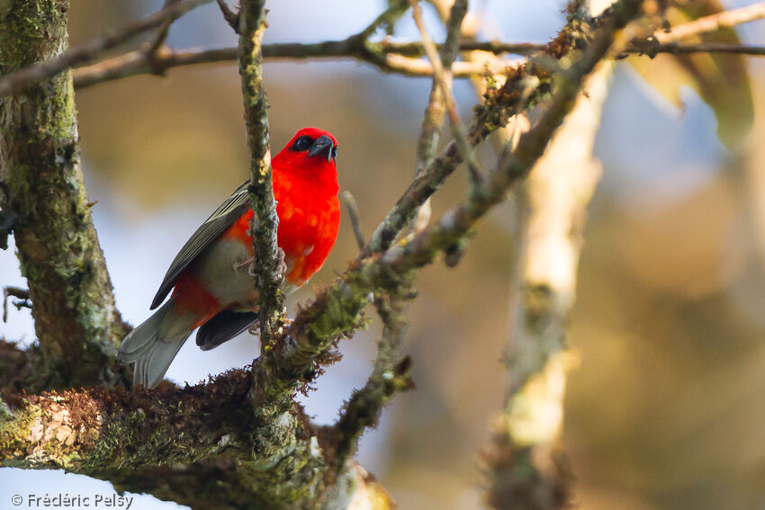 Red Fody male adult