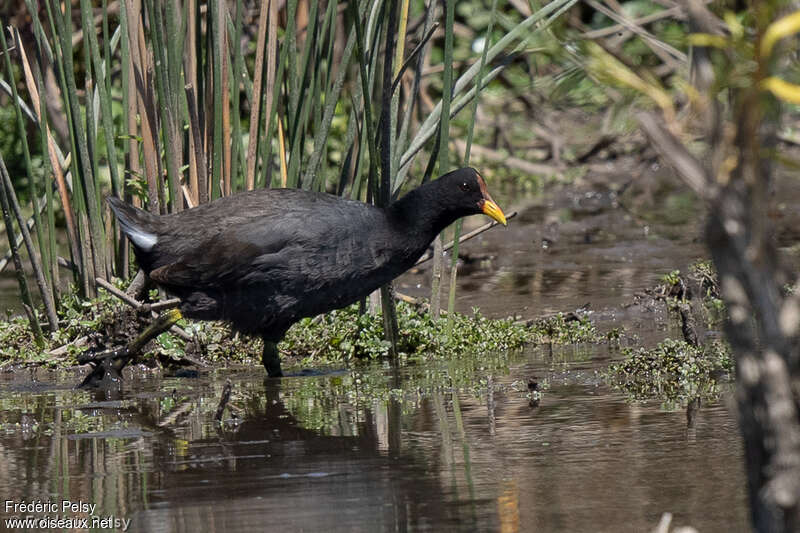 Red-fronted Cootadult, identification