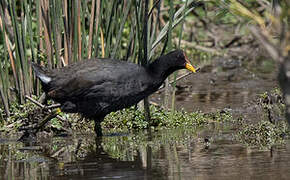 Red-fronted Coot