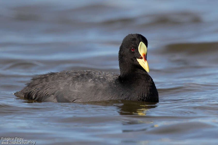 Foulque à jarretièresadulte, pigmentation, nage