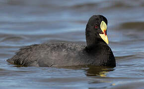 Red-gartered Coot