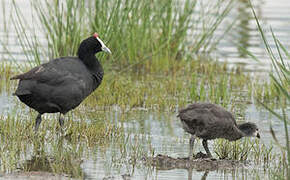 Red-knobbed Coot