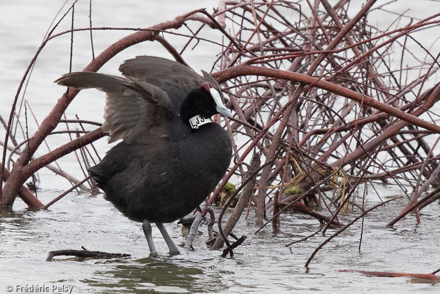 Red-knobbed Coot