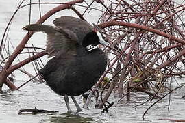 Red-knobbed Coot