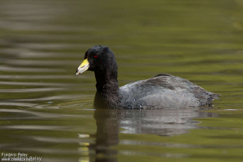 Foulque d'Amériqueadulte, identification