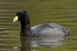 American Coot