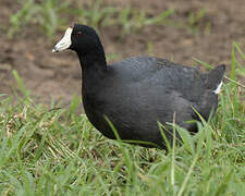 American Coot