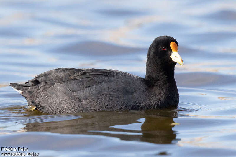 White-winged Cootadult, pigmentation, swimming