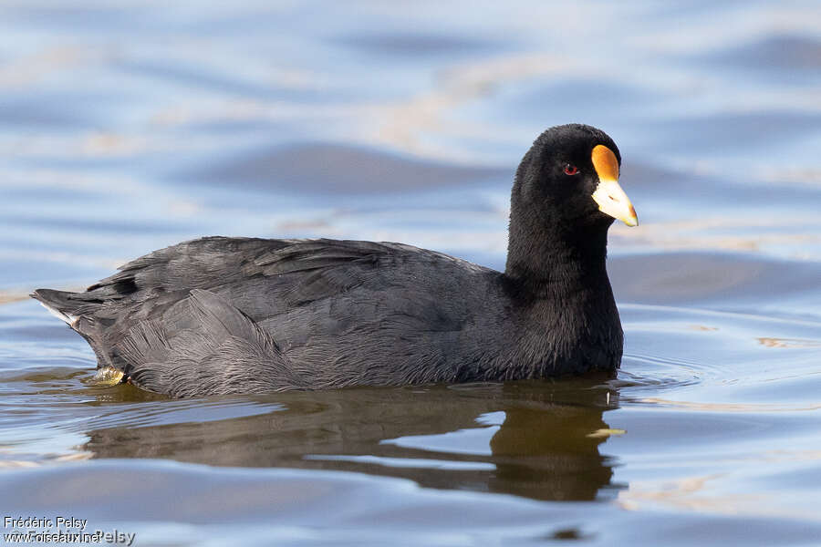 Foulque leucoptèreadulte, pigmentation, nage