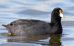 White-winged Coot