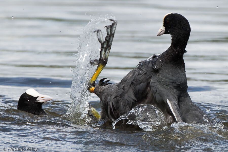 Eurasian Cootadult