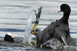 Eurasian Coot