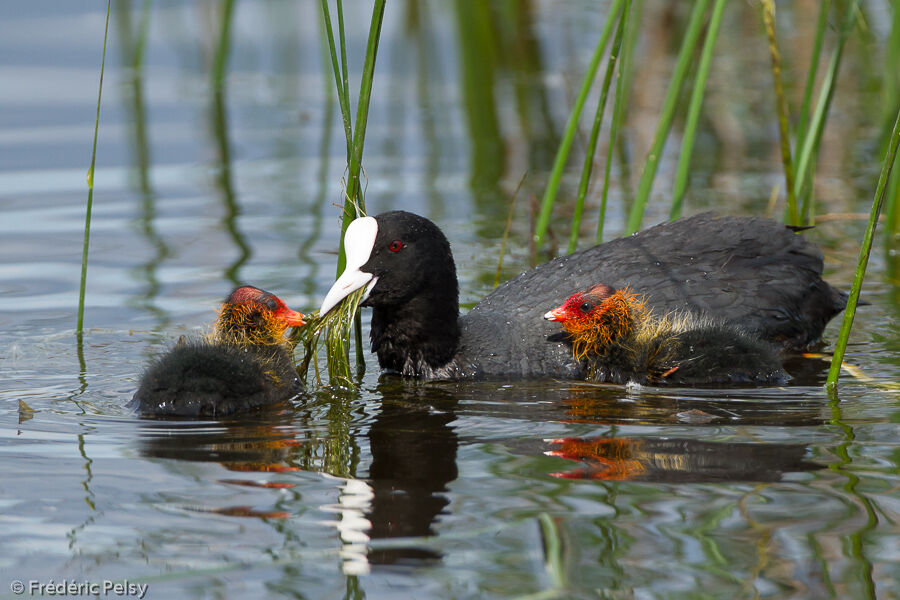 Eurasian Coot, eats