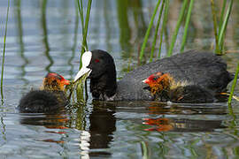 Eurasian Coot