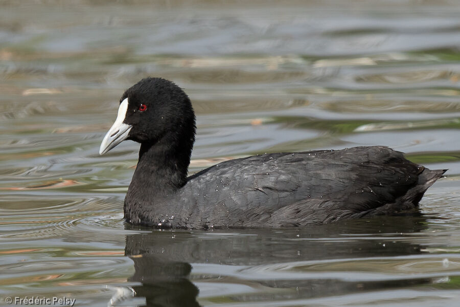 Eurasian Coot