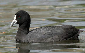 Eurasian Coot