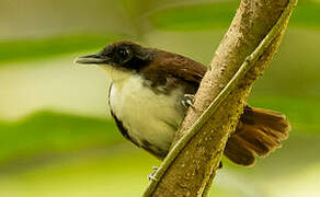 Bicolored Antbird